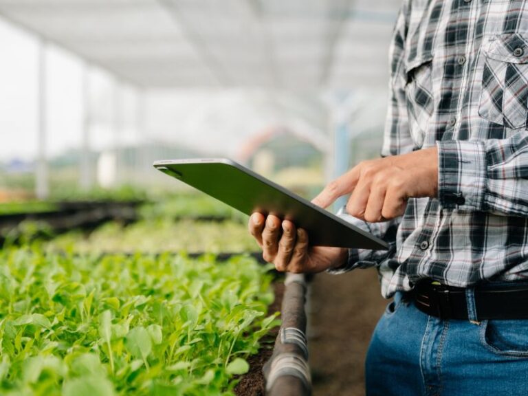 Contabilidade para o agronegócio principais desafios e soluções